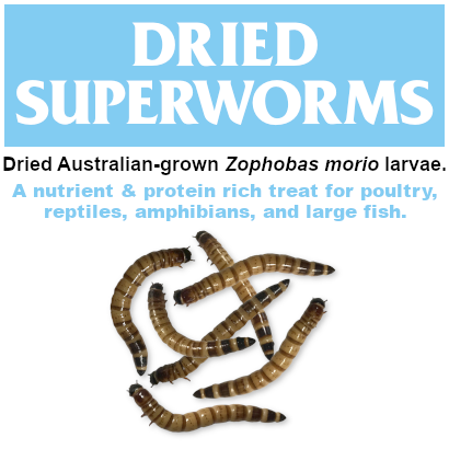 Dried Superworms Thumb