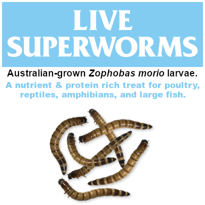 Live Superworms Thumb